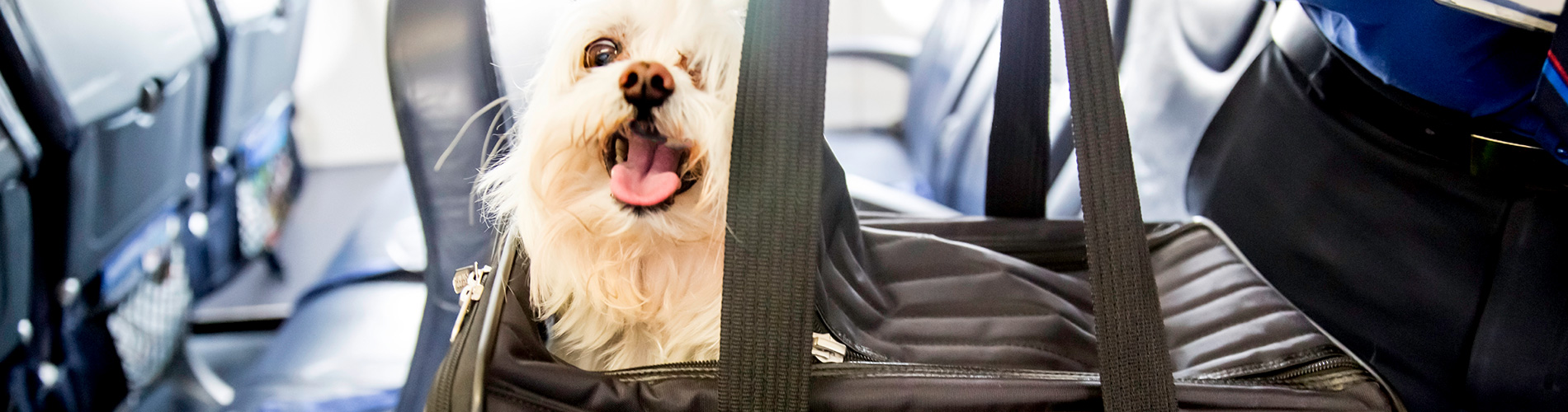 Animal transportation | TAAG
